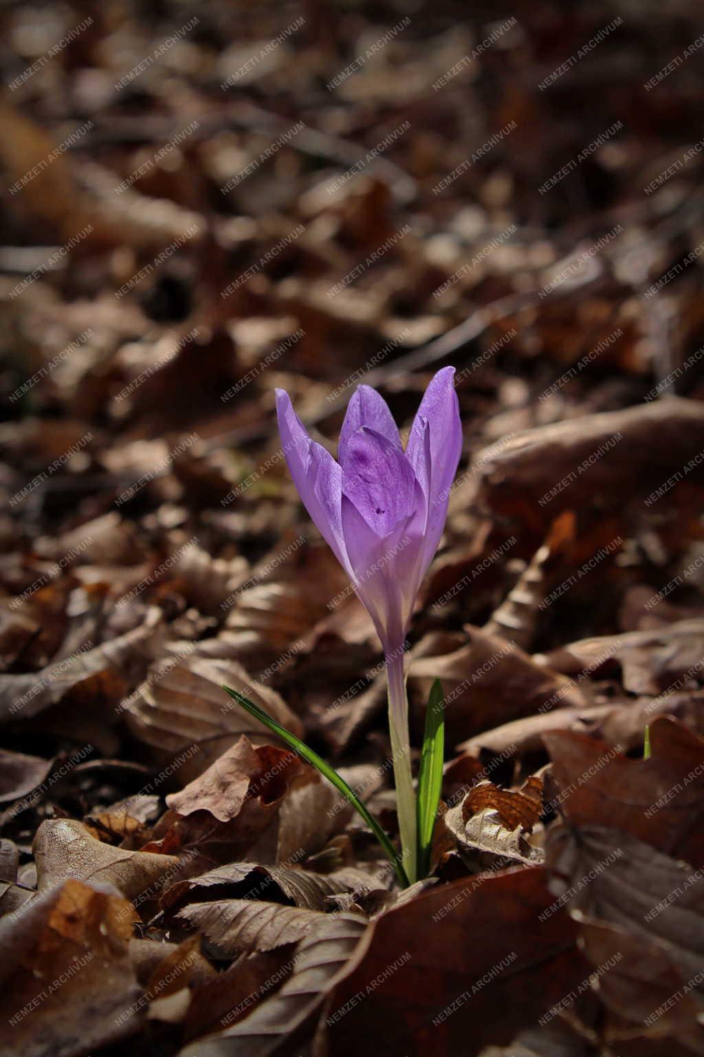 Természet - Kup - Halvány sáfrány