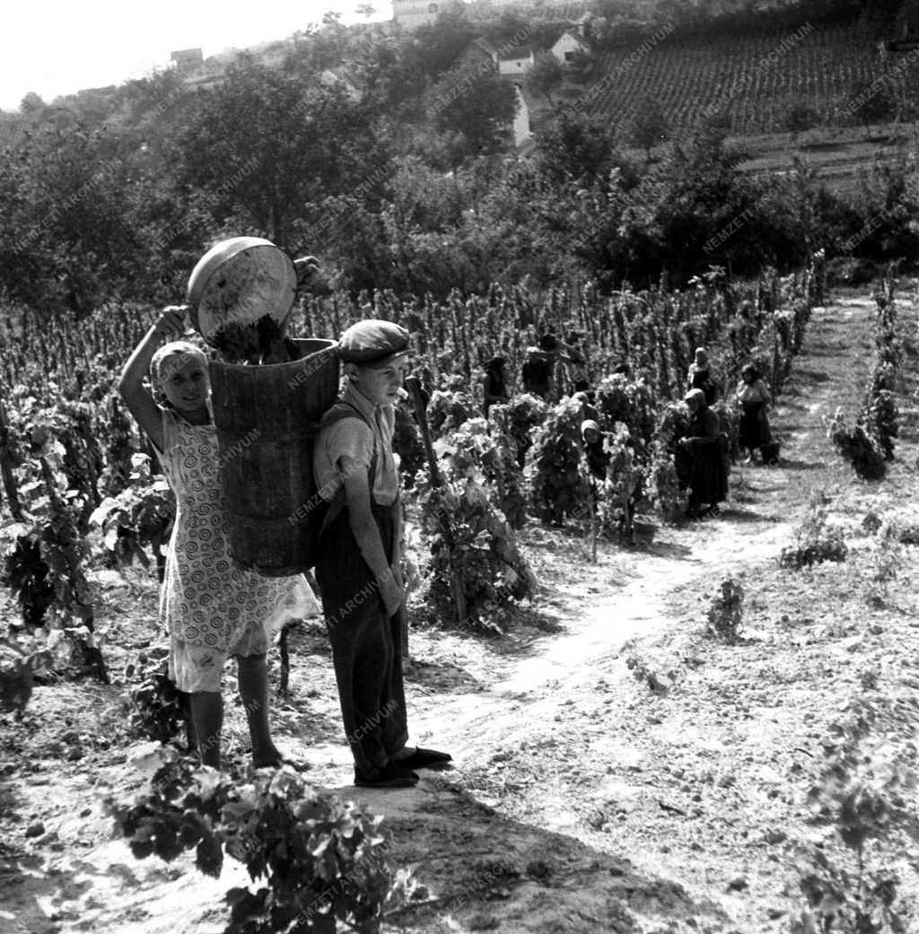 A bári Állami Gazdaságban