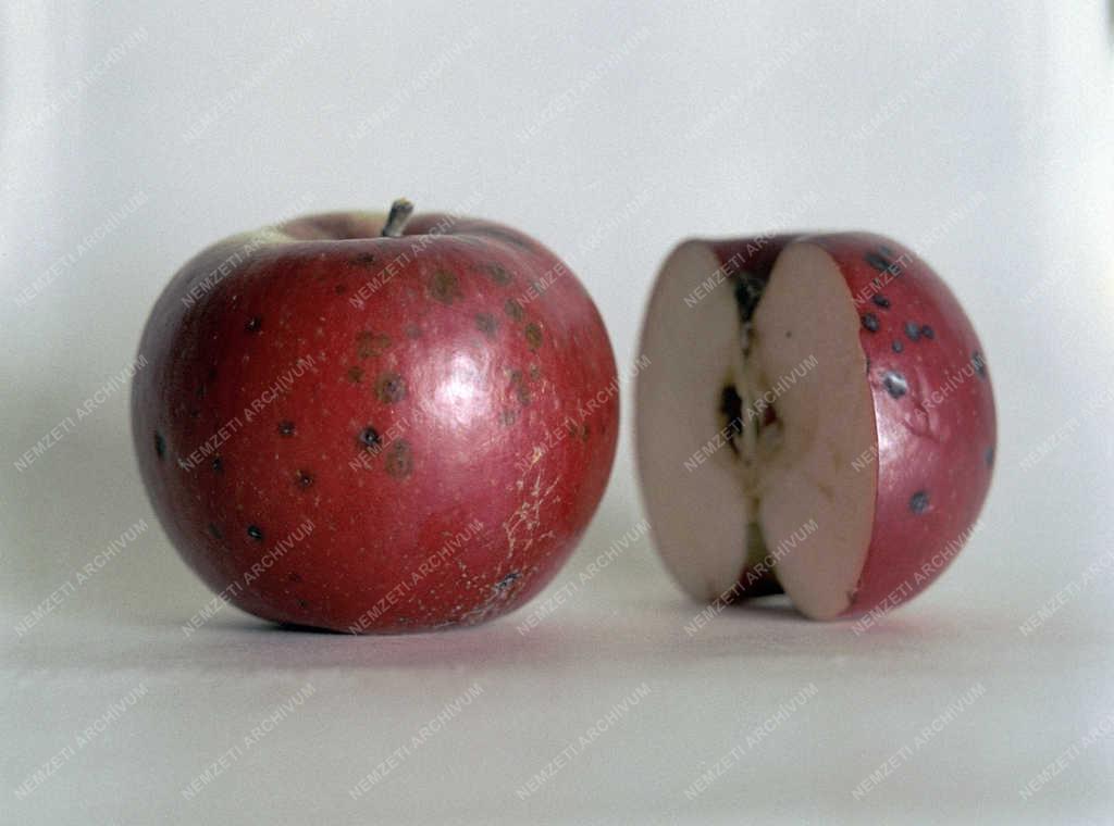 Mezőgazdaság - Almabetegség
