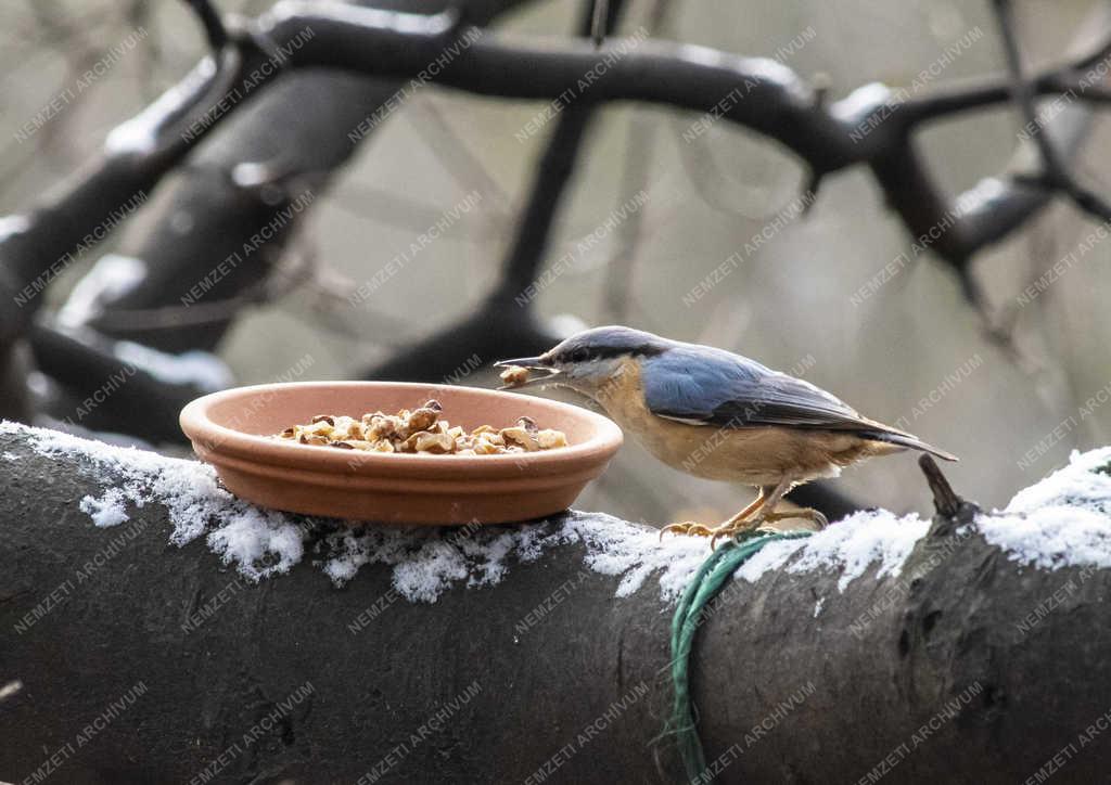 Természet - Budapest - Csuszka a Népligetben