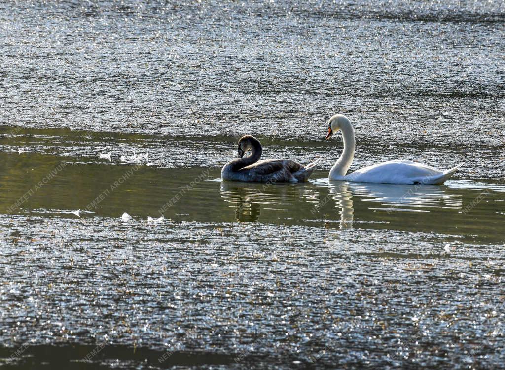 Természet - Debrecen - Hattyúk a Vekeri tóban