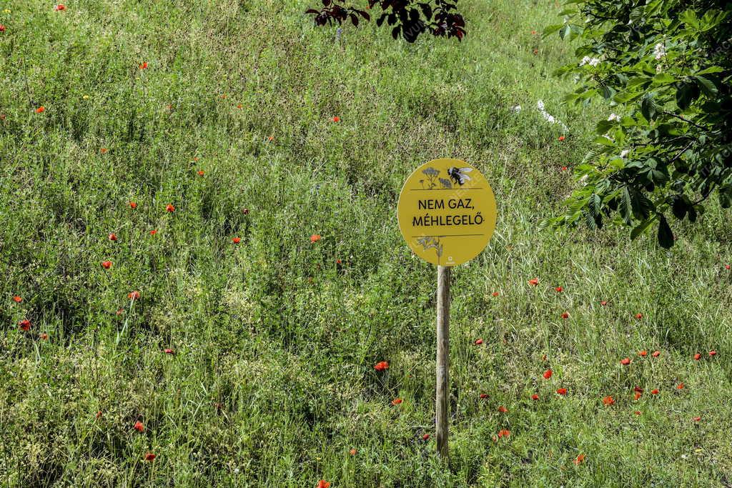 Környezetvédelem - Méhlegelő a Rákóczi híd töltésén