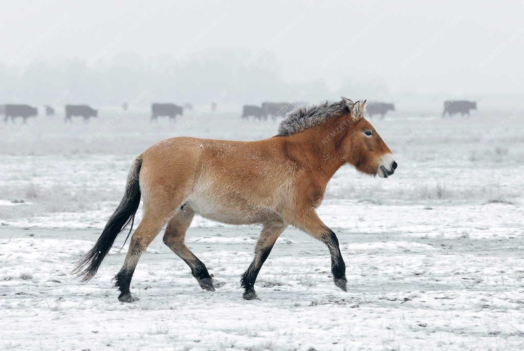 Állatvilág - Hortobágy - Przewalski-lovak a Hortobágyon