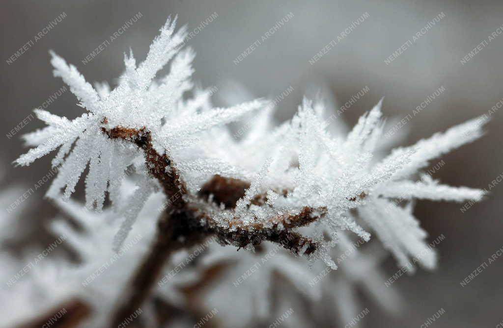 Természet - Debrecen - Zúzmarás növények