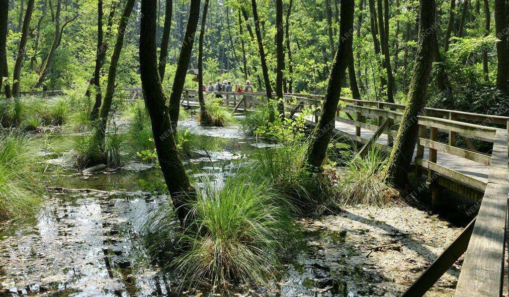 Természet - A Tatai Fényes Tanösvény