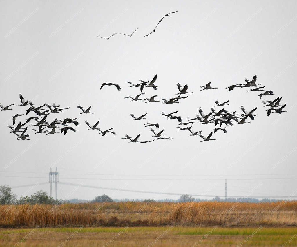 Természet - Hortobágy - Darvak vonulása 