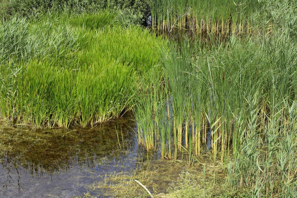 Természet - Budapest - Merzse-mocsár