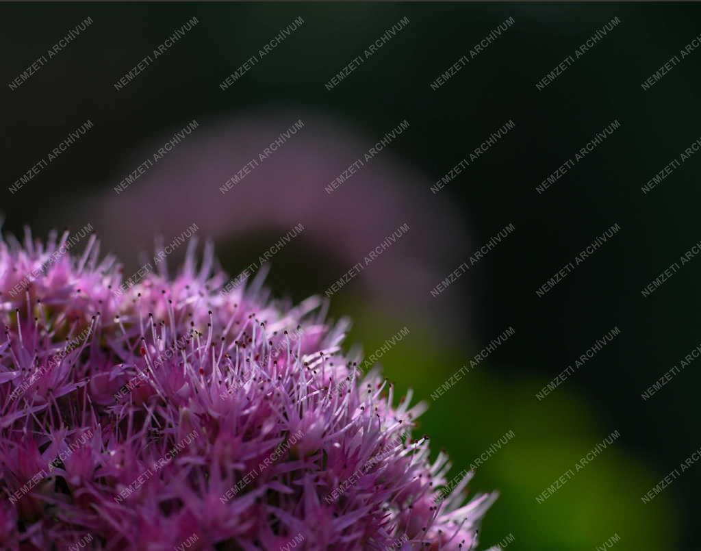 Természet - Virágzik a pompás varjúháj