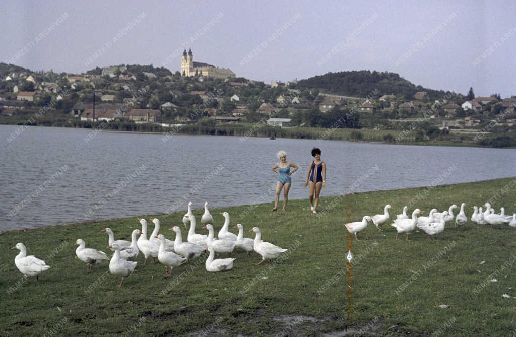 Tájkép - Életkép - Liba legeltetés a tihanyi Belső-tónál