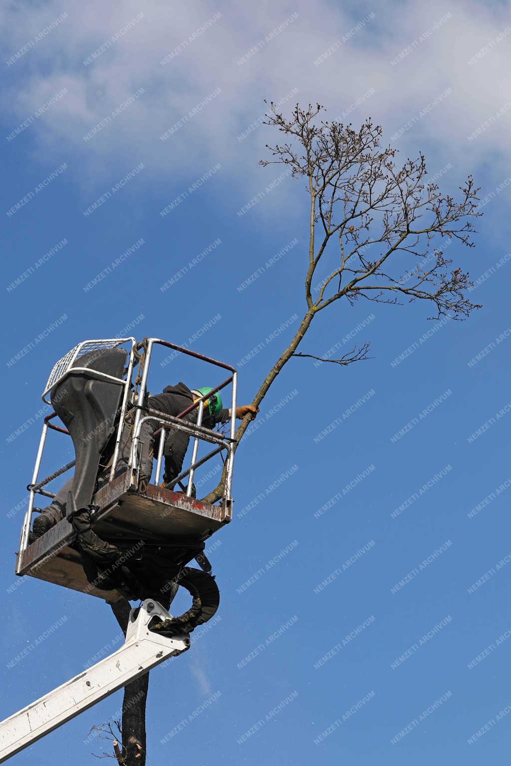 Kertészet - Vác - Fák gondozása