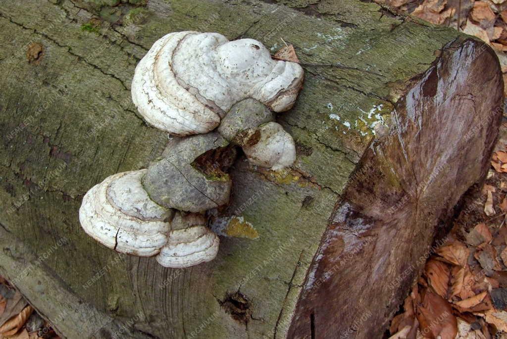 Természet - Taplógomba