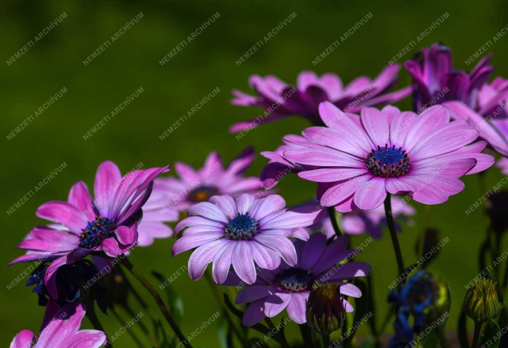 Természet - Virág - Cseppecskevirág