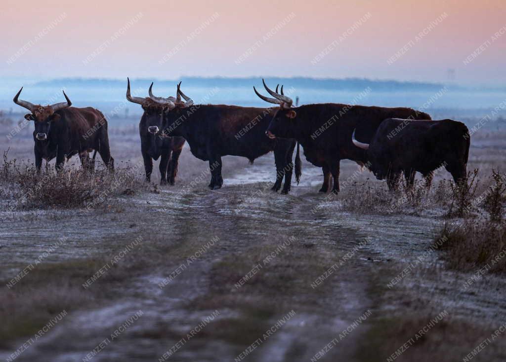 Természet - Őstulkok a Hortobágyon