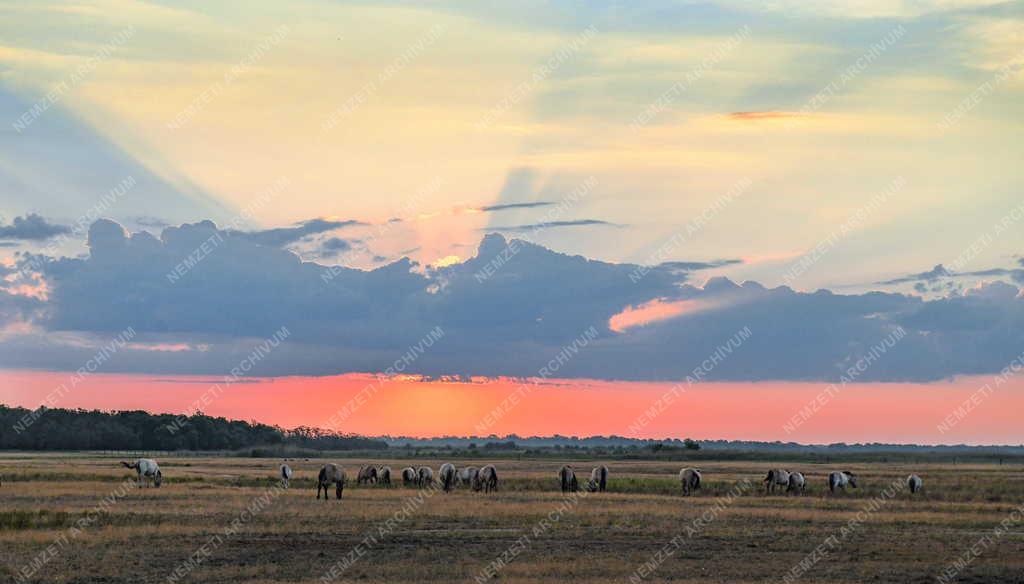 Tájkép - Természet - Napkelte Hortobágyon