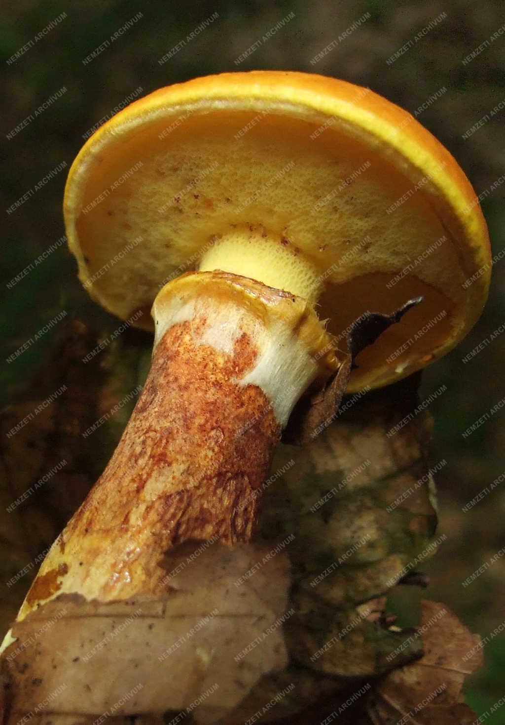 Természet – Gomba