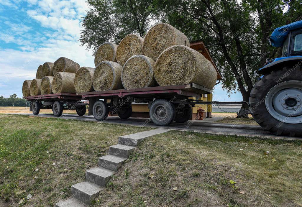 Mezőgazdaság - Hajdúnánás - Véget ért a búza aratása