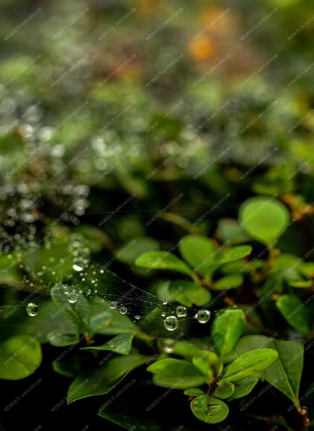 Természet - Őszi hangulat