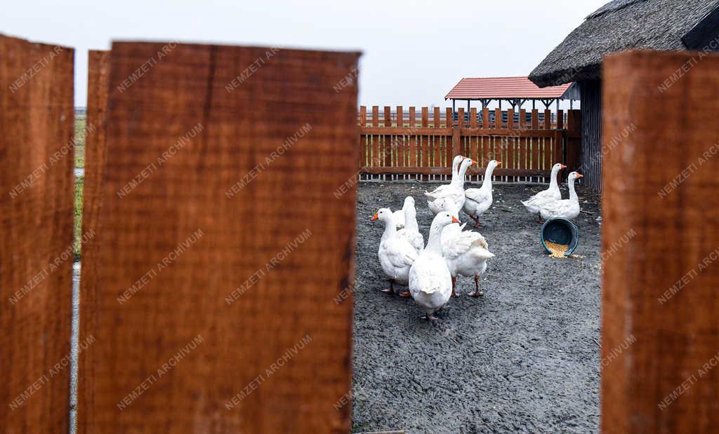 Idegenforgalom - Hortobágy - Állatpark-felújítás