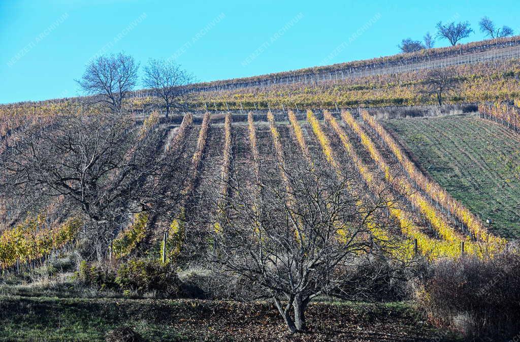 Mezőgazdaság - Szőlőültetvények Tokaj-Hegyalján