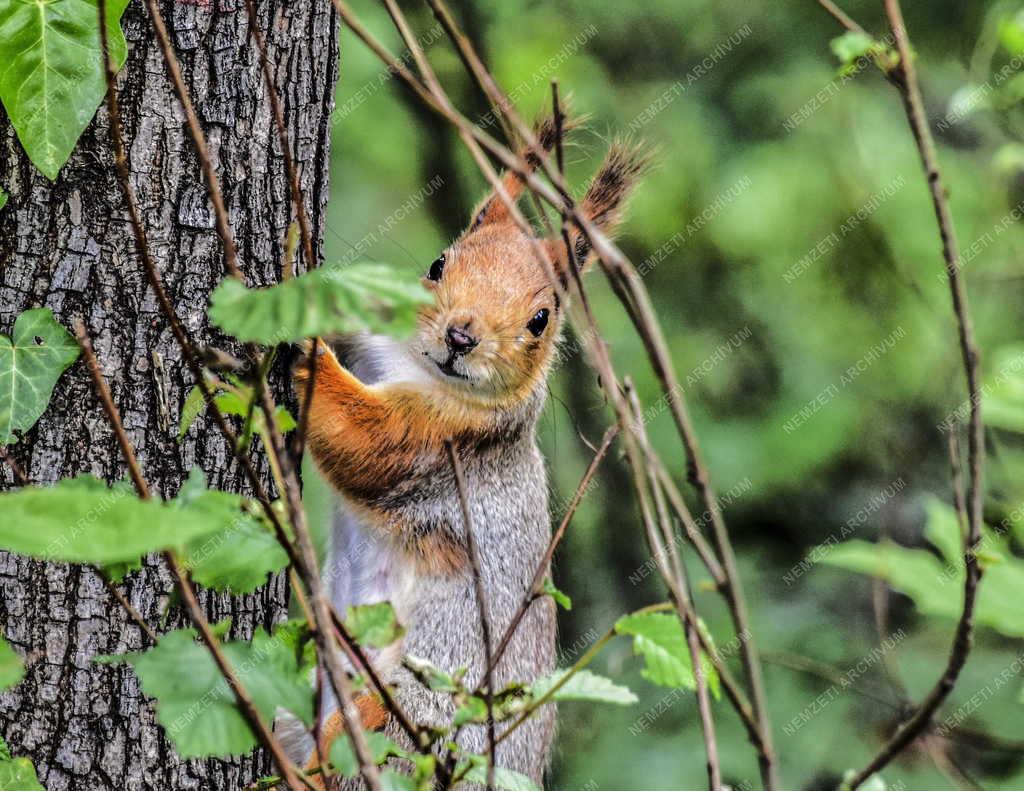 Természet - Budapest - Mókus