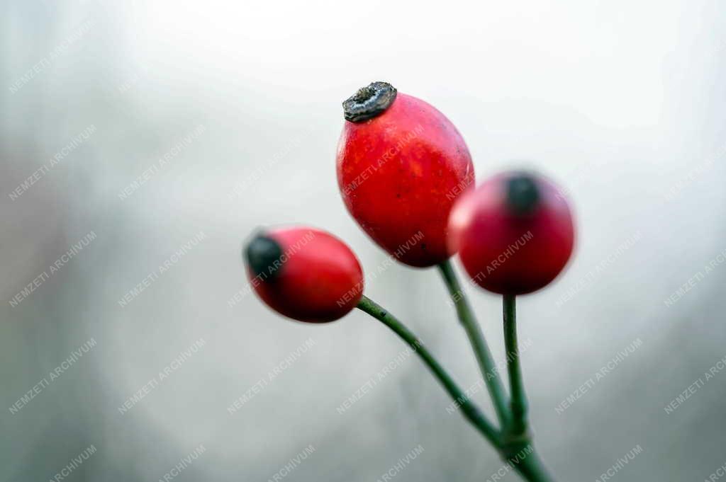 Természet - Csipkebogyó