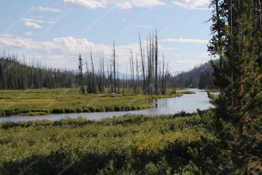 Tájkép - Yellowstone - Patak a Yellowstone Nemzeti Parkban