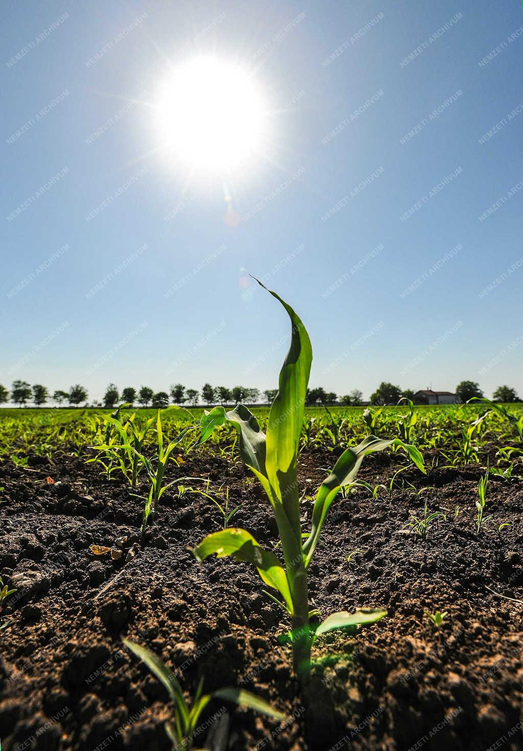 Mezőgazdaság - Hajdúszovát - Kukorica vetés