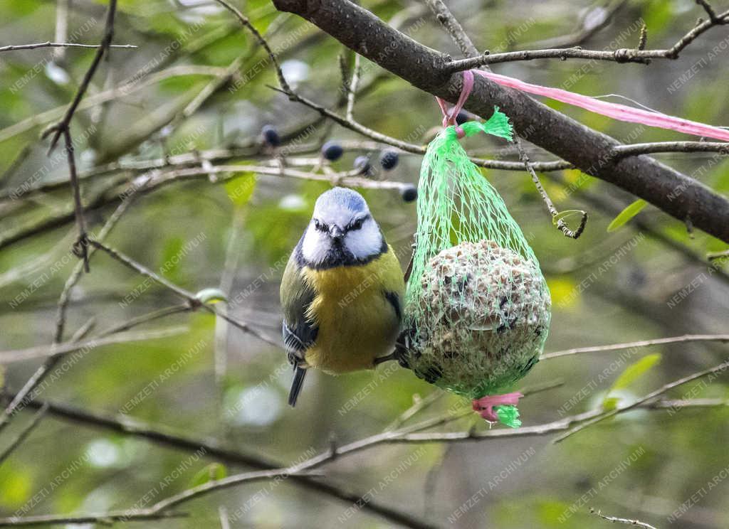 Természet - Budapest - Kék cinege a Népligetben