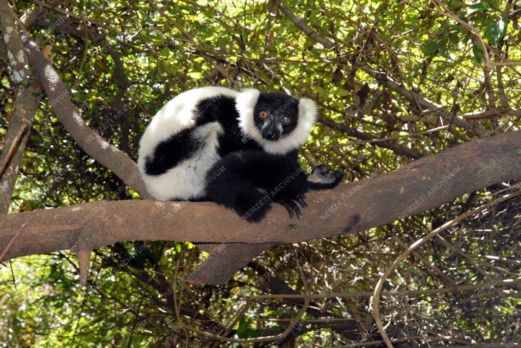 Madagaszkár - Lemurs' Park - Fekete-fehér vari