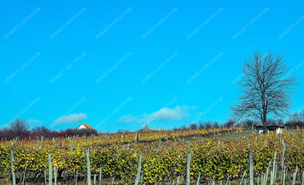 Mezőgazdaság - Szőlőültetvények Tokaj-Hegyalján