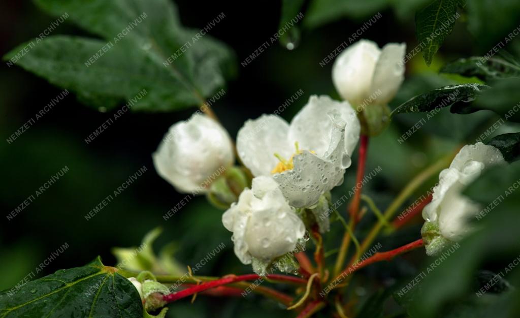 Természet - Kerti virág