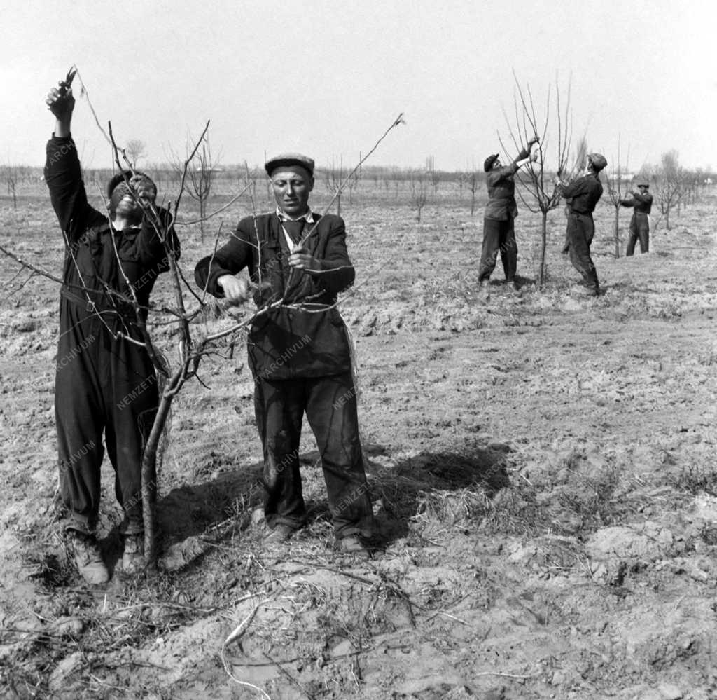 Metszik a gyümölcsfákat az abapusztai állami gazdaságban