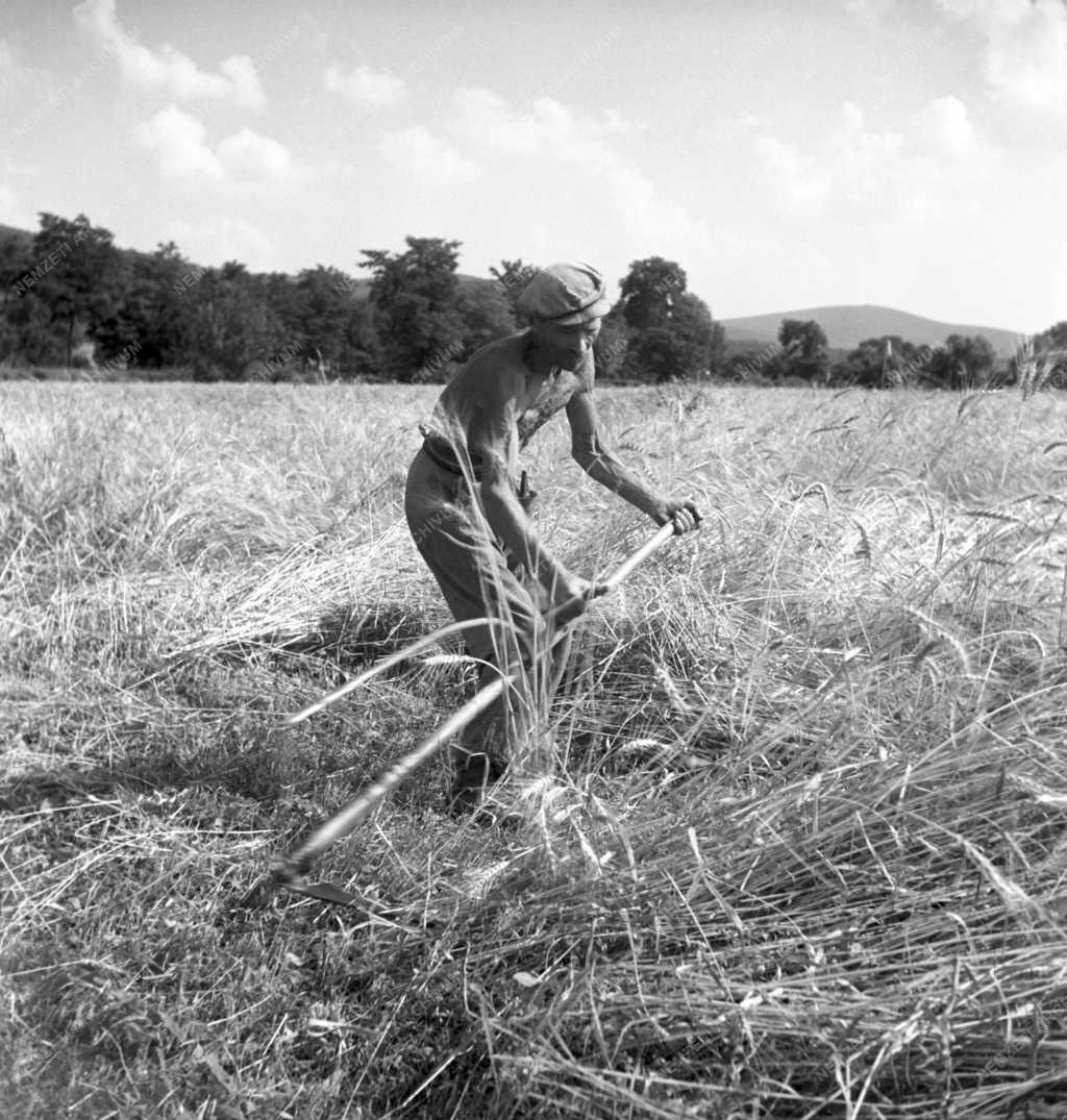 Mezőgazdaság - Aratás a pásztói Béke Tsz-ben