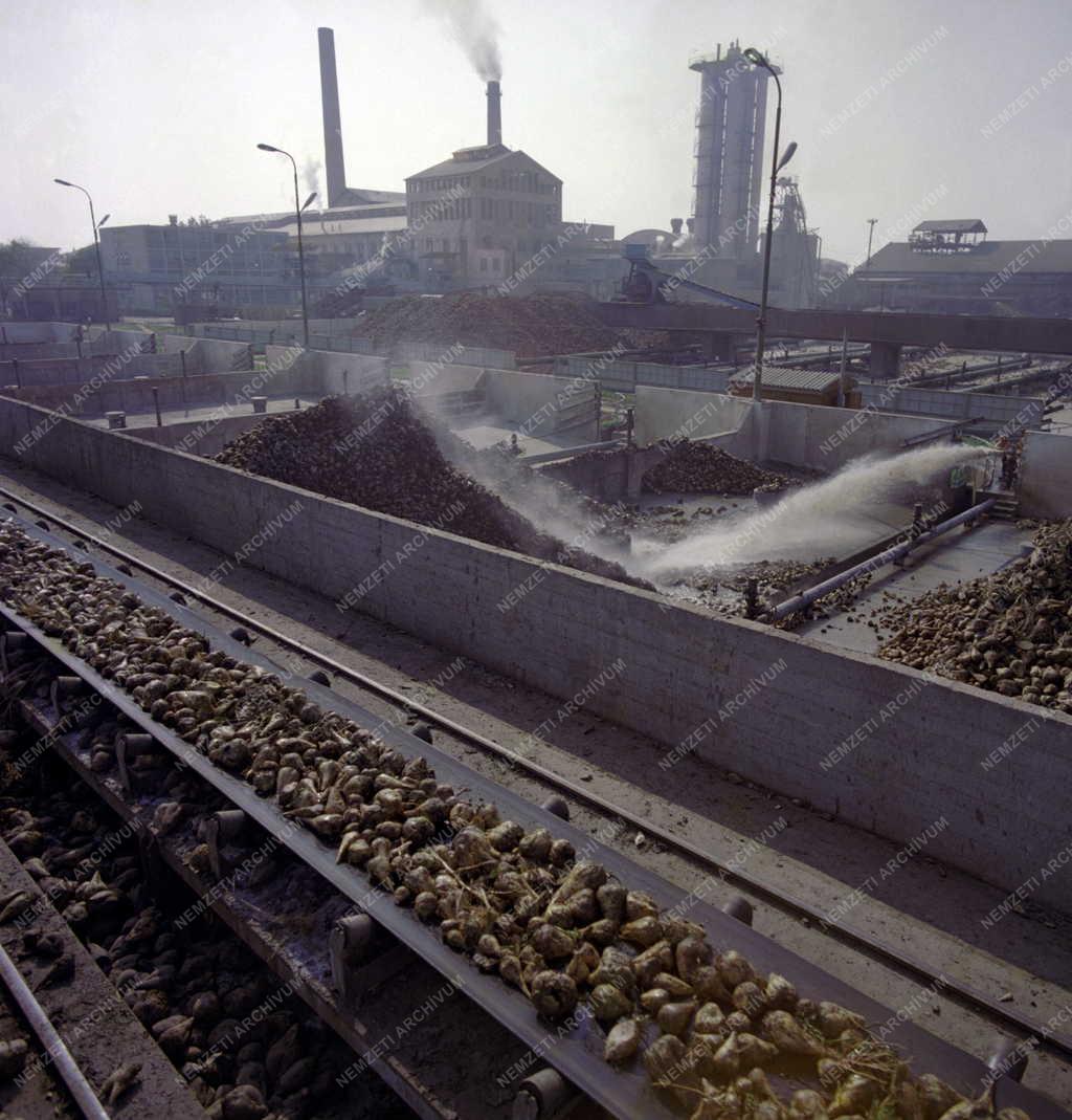 Ipar - A Szolnoki Cukorgyár