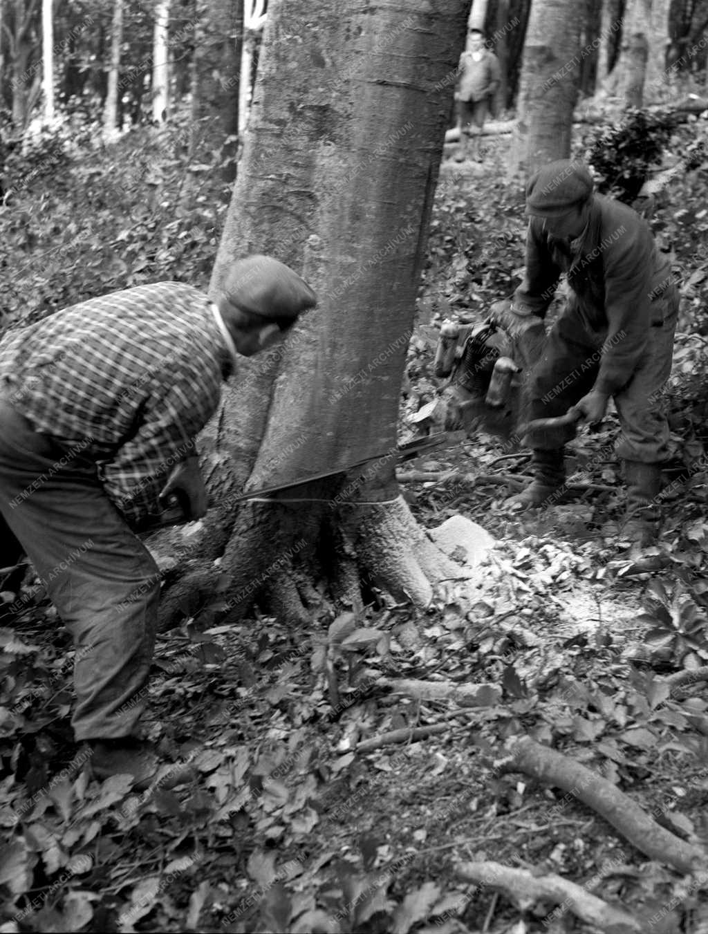 Gazdaság - Fakitermelés Csóványoson