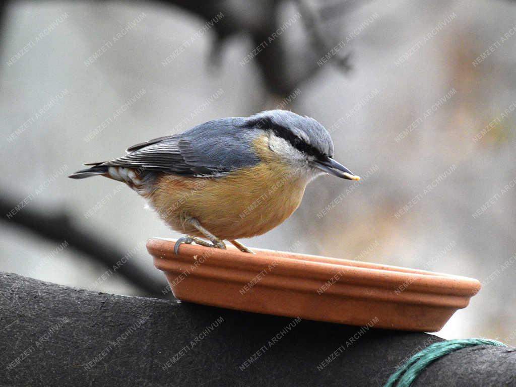 Természet - Budapest - Csuszka 