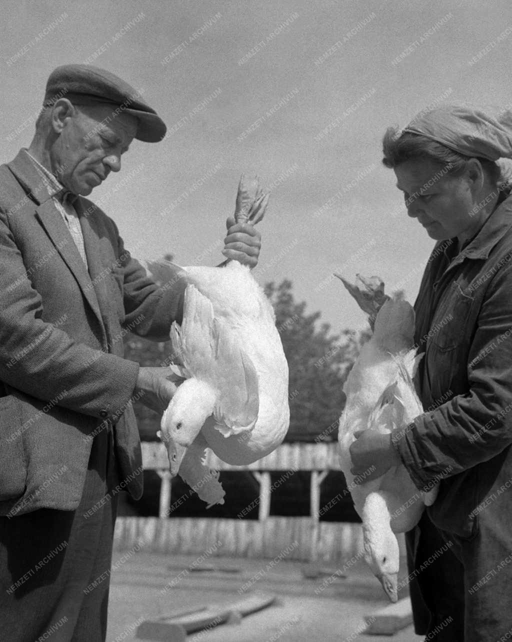 Mezőgazdaság - Baromfiipari Mezőgazdasági Vállalat győri víziszárnyas telep
