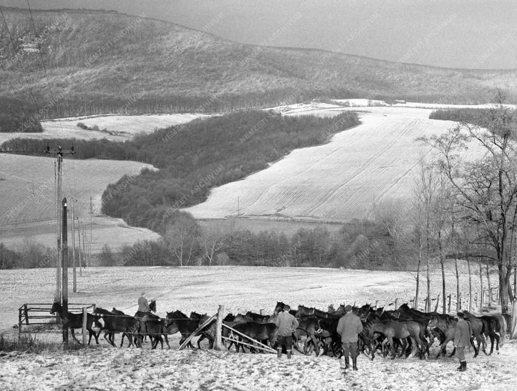 Mezőgazdaság - Galopplovakat tenyésztenek a Bakony fennsíkon