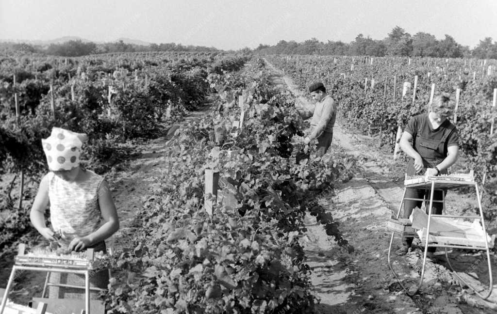 Mezőgazdaság - Szőlőszüret a Balatonboglári Állami Gazdaságban