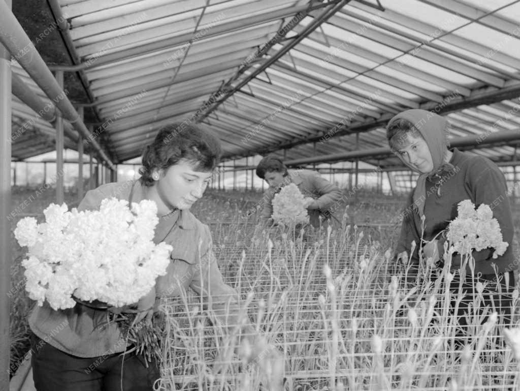 Mezőgazdaság - Münchenbe exportálják a szegfűt