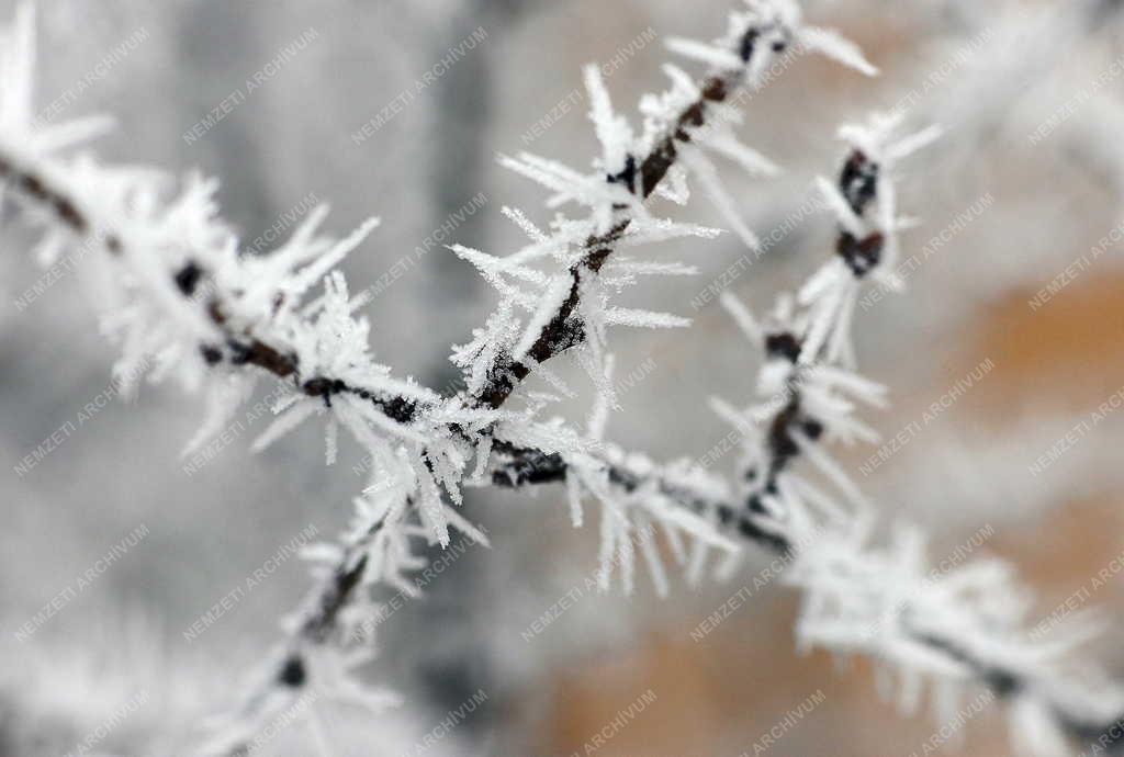 Természet - Debrecen - Zúzmarás növények