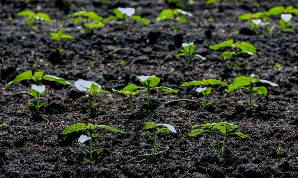 Mezőgazdaság - Szántóföldi növények Hajdúszovátnál