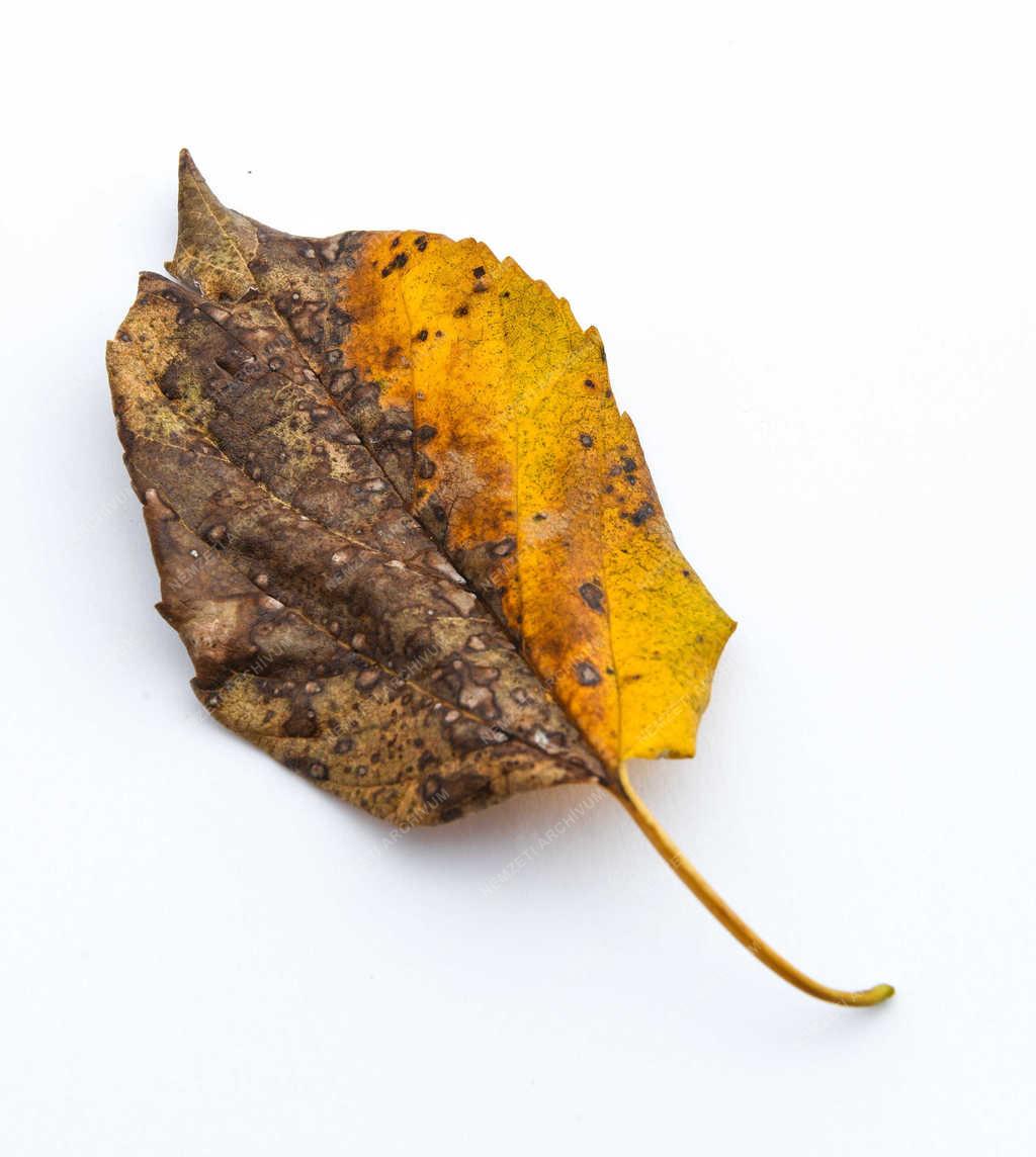 Természet - Debrecen - Őszi falevél