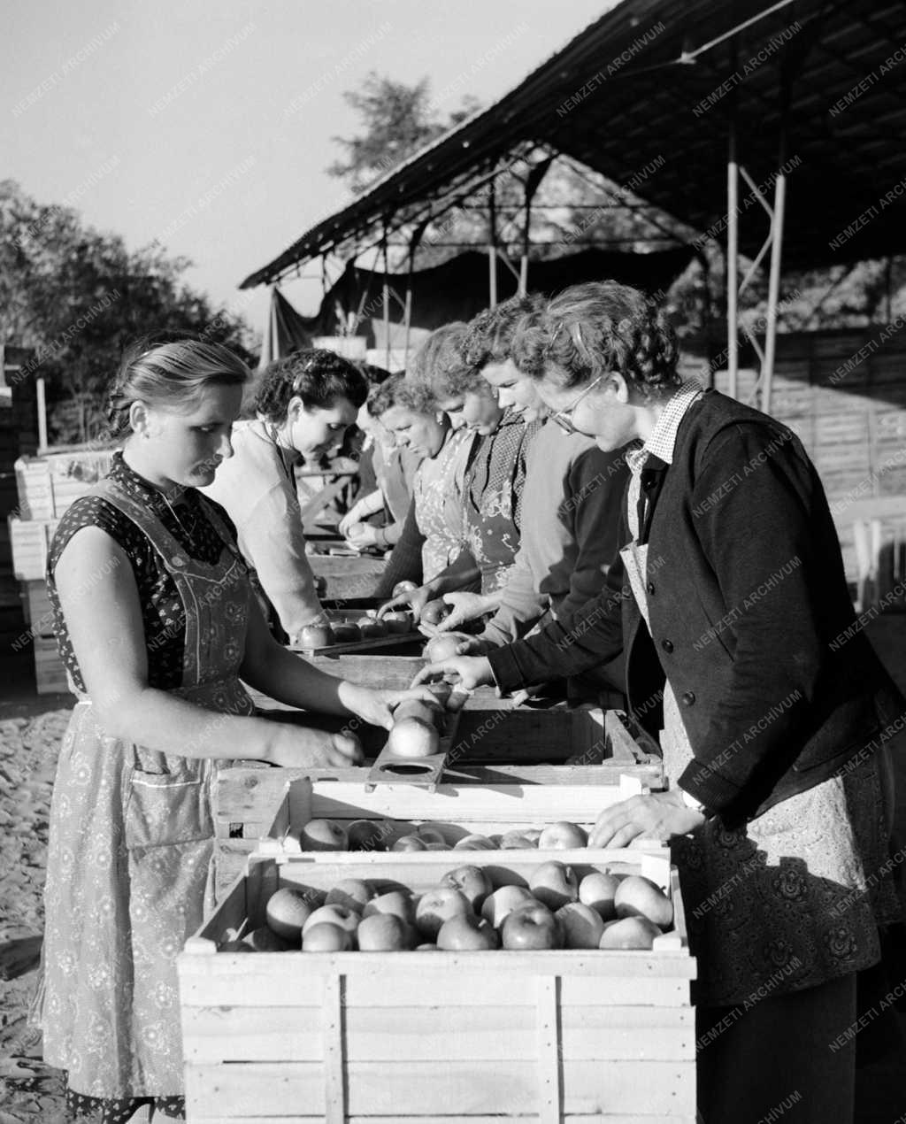 Mezőgazdaság - Almaszüret Nyíregyházán