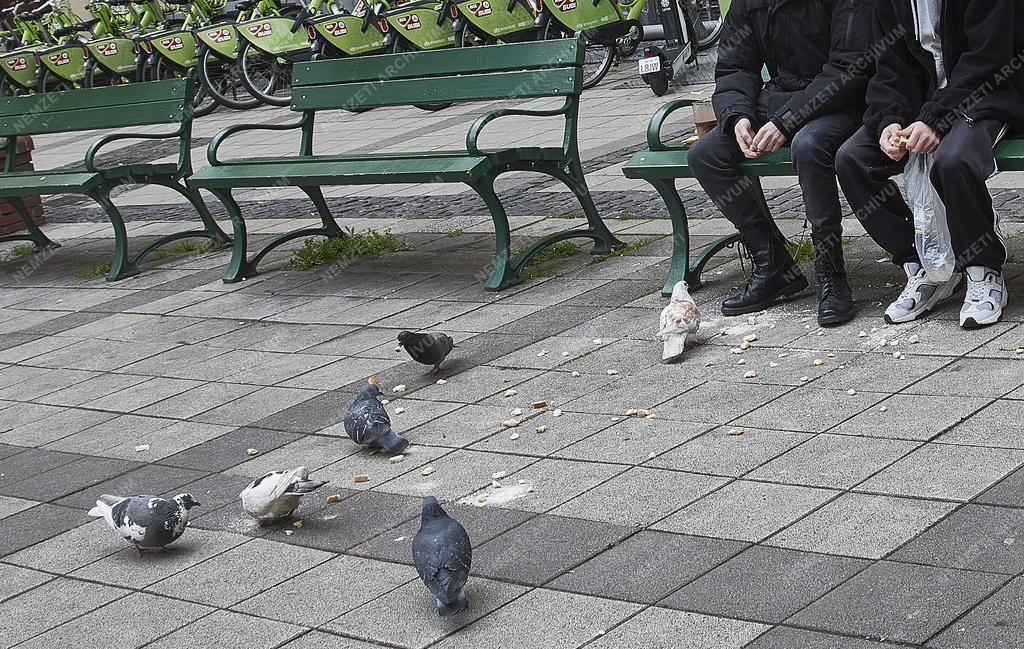 Városkép - Természet - Városi galambok a budapesti Miszáth Kálmán téren