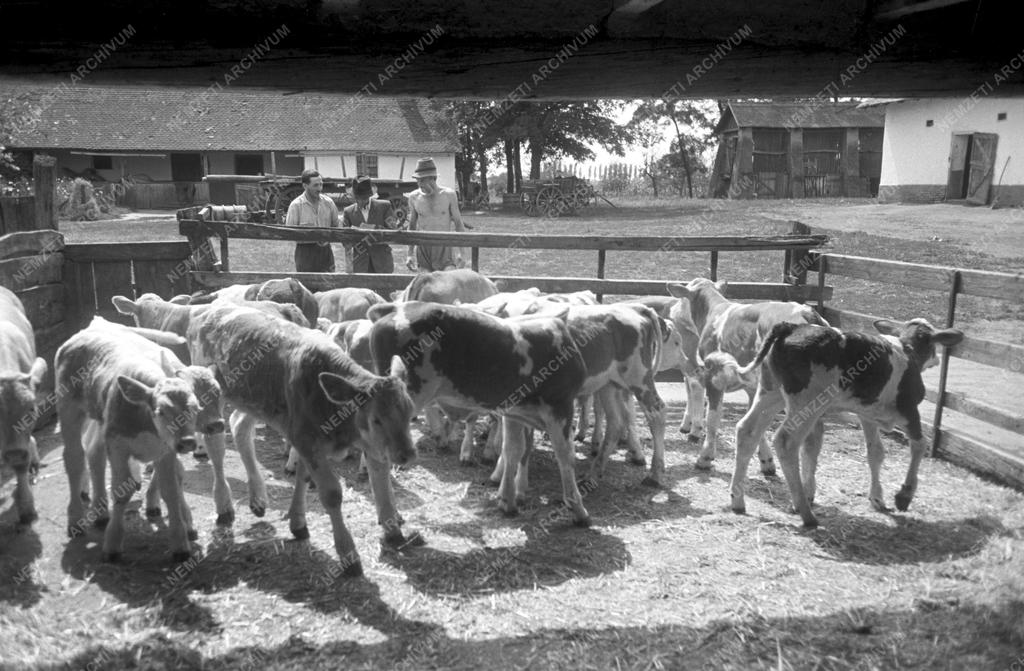 Mezőgazdaság - Közös munka a tsz-ekben