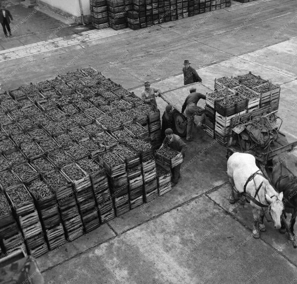 Mezőgazdaság - Fűszerpaprika felvásárlás