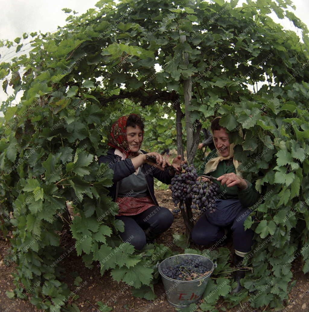 Mezőgazdaság - Szüret