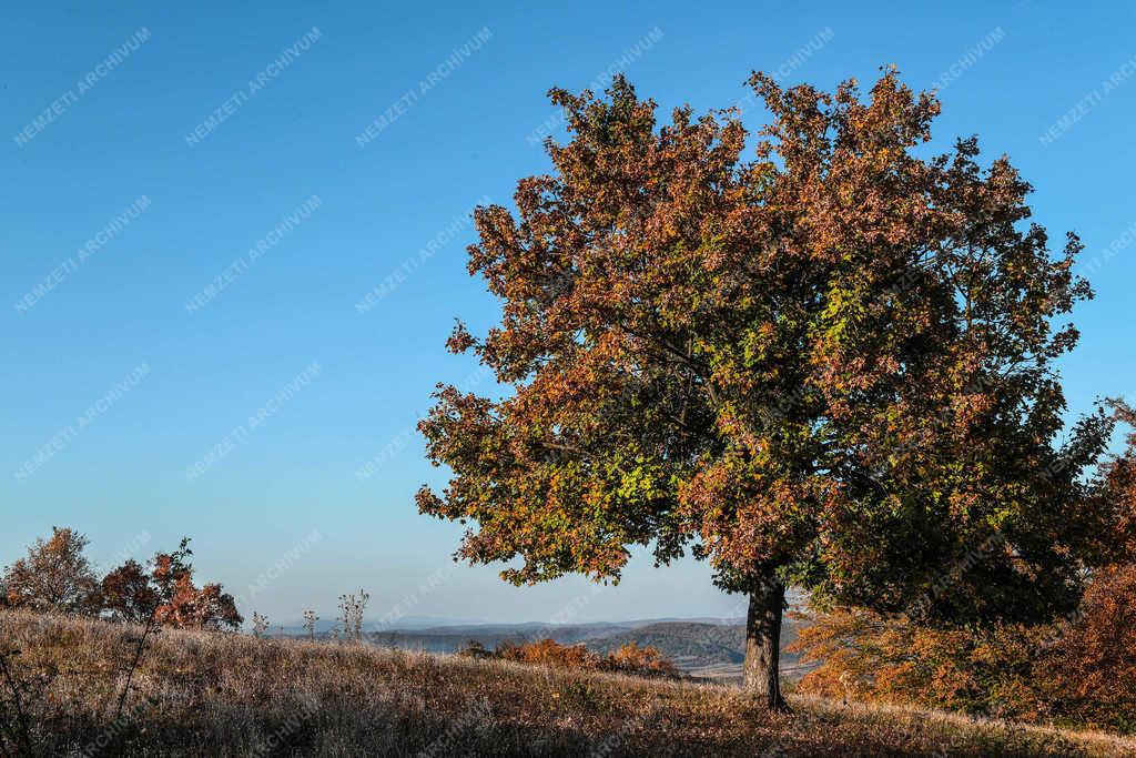 Természet - Zsobok - Ősz a határban