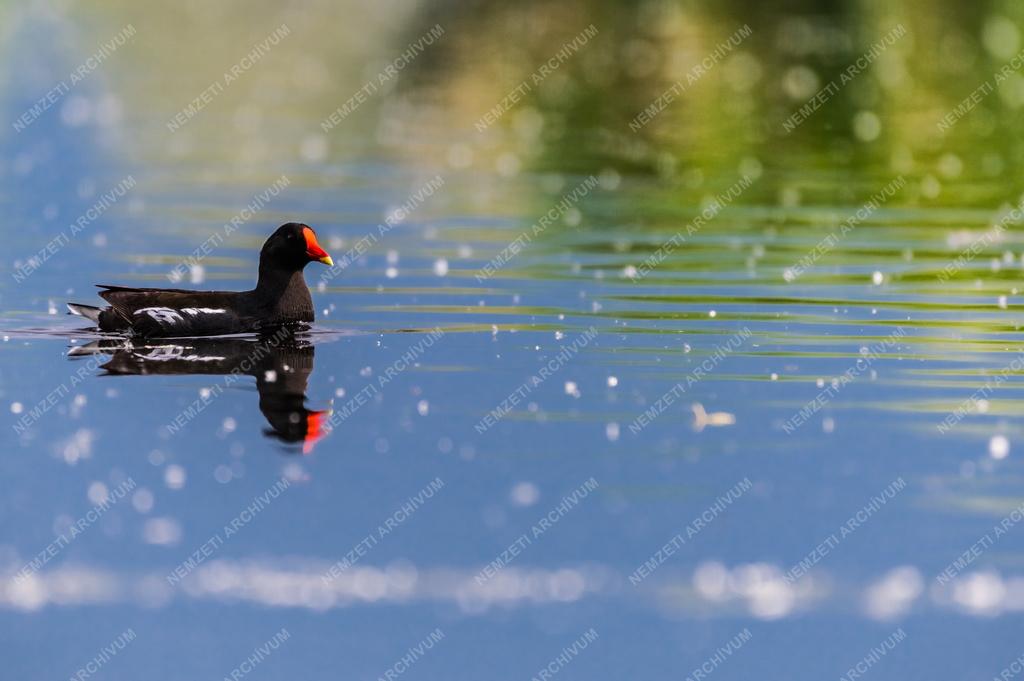 Természet - Vízityúk